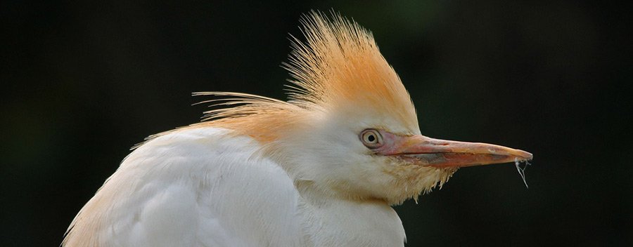 Seminole Audubon Society - Cattle Egret
