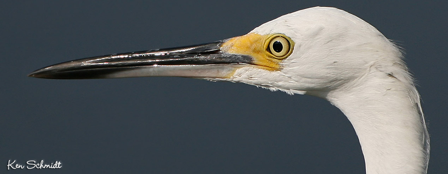 Snowy Egret ©Ken Schmidt