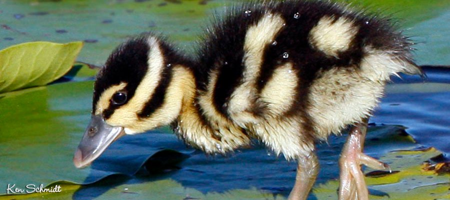 Baby Bird in pond ©Ken Schmidt