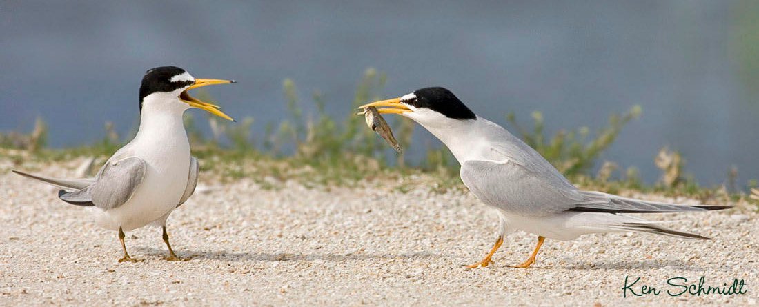 Least Terns - Seminole Audubon ©Ken Schmidt