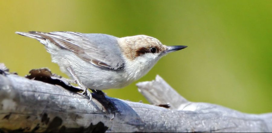 Brown-headed Nuthatch-f