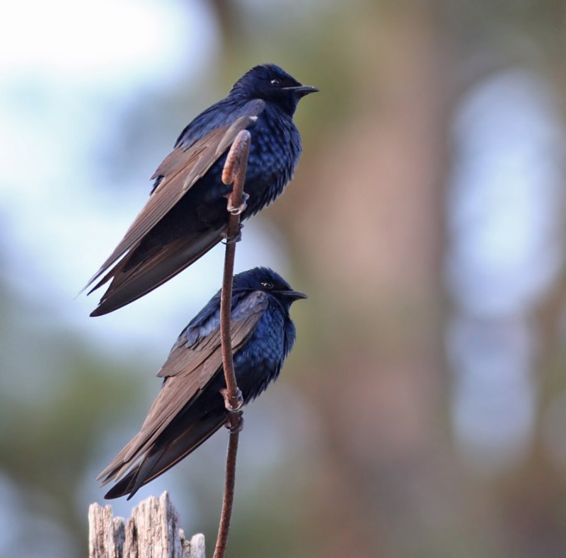 Purple Martins